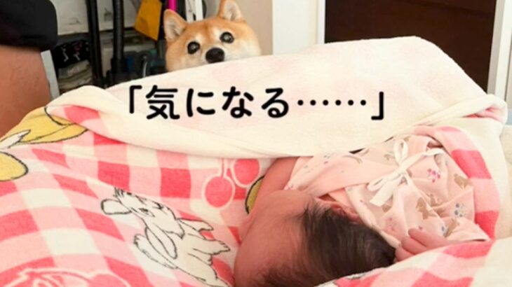 赤ちゃんが家にやってきた結果、犬が…戸惑いながらも仲良くなる『尊い光景』が19万再生「気になりすぎｗ」「困っちゃうの可愛い」と絶賛(ブログ)