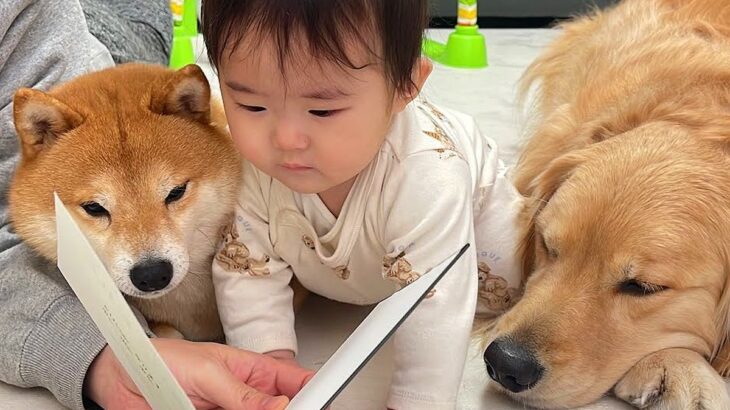 赤ちゃんのために『絵本の読み聞かせ』をしようとしたら、犬が…まさかの『誰よりも真剣に聞き入る光景』が30万再生「可愛い」「密度高いｗ」(ブログ)