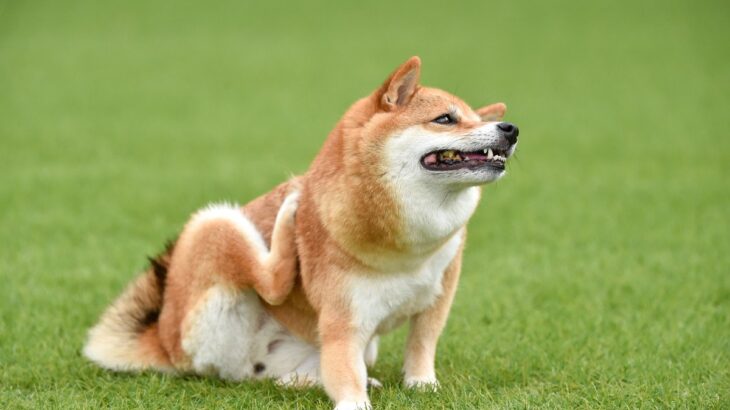 犬が『精神的にキツイ』と思っているときのサイン4選　愛犬のメンタルを回復させる接し方まで(ブログ)