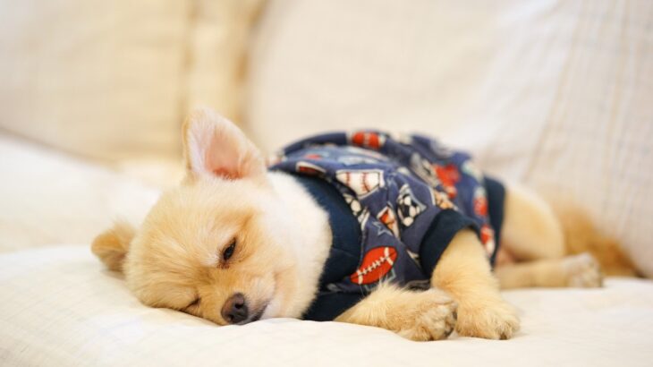 元気のない犬にやってはいけない『NG行為』3つ　正しい距離感の取り方から注意すべき症状まで解説(ブログ)