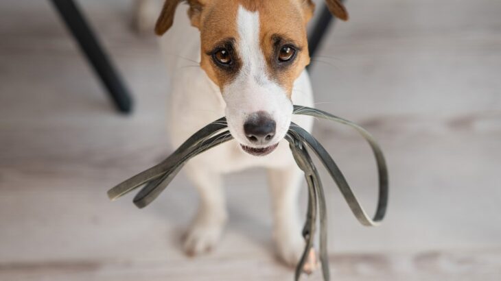 犬の散歩で「ダブルリード」を使うのはなぜ？　危険なトラブルやリスクへの対策として活用しよう(ブログ)
