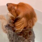 お風呂大好きな犬が『湯船でリラックスしすぎた』結果→衝撃の『オナラをブチかます光景』が1600万再生「表情がｗｗ」「ワロタ」と大爆笑(ブログ)