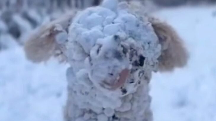雪遊びをした大型犬→想像以上にはしゃぎまくり…見たことがない『謎の生物』になり果てる光景が197万再生「めちゃ笑ったｗ」「お茶目で最高」(ブログ)