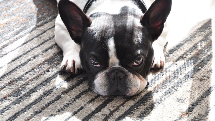 犬に嘘をつくと『デメリット』がある？愛犬との信頼関係が崩れる理由や注意点を解説(ブログ)