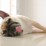 注意が必要な犬の『寝方』５つ　身体に異常があるときの寝相や対処法を解説(ブログ)