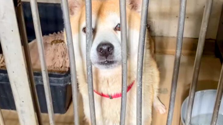 飼い主が亡くなり放浪していた『ガリガリに痩せ細った犬』を保護…心を許していく軌跡と『現在の姿』に涙「胸が痛みます」「お幸せに」と8万再生(ブログ)