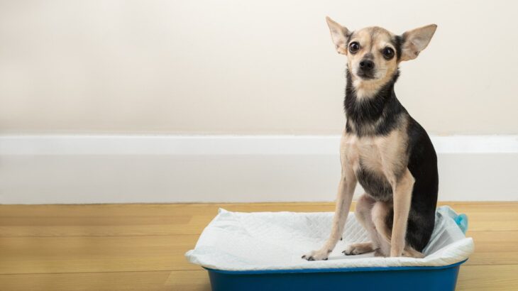 犬のうんち量が増えたときの原因5つ　一日あたりの標準的な排便回数とは(ブログ)