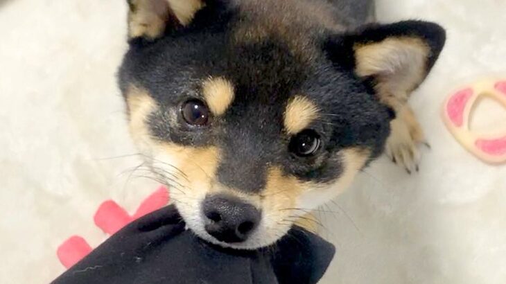 『行かないで！』飼い主が離れていく気配を察知した犬→反則級の『あざとい行動』に10万いいねの反響「私もされたい」「反則技じゃん…」と絶賛(ブログ)