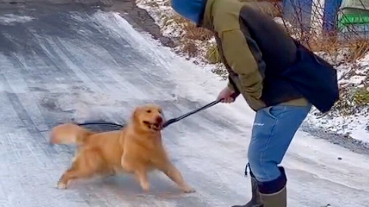 凍った下り坂を大型犬と歩いた結果…『体を張ったお散歩光景』に428万再生の反響「ゆっくりー！が切実すぎて草」「二躯と四駆の差ｗ」と爆笑(ブログ)