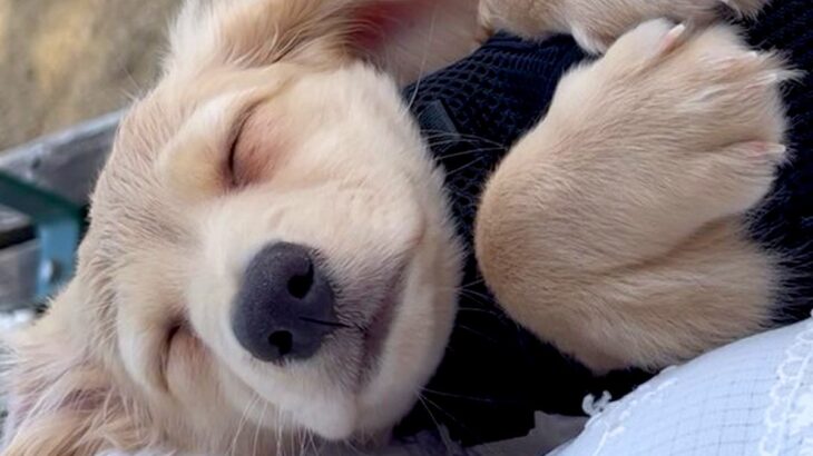 赤ちゃん犬を抱っこでお散歩に連れて行ったら…まさかの『爆睡する光景』と『可愛すぎる理由』に悶絶「赤ちゃんすぎて可愛い」「天使」と絶賛(ブログ)