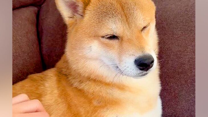 お姉ちゃん犬を撫でていたら『嫉妬した弟犬』が…遠くから見せる『無言の圧』がいじらしいと154万再生「犬も嫉妬するんだ」「圧がすごいｗ」(ブログ)
