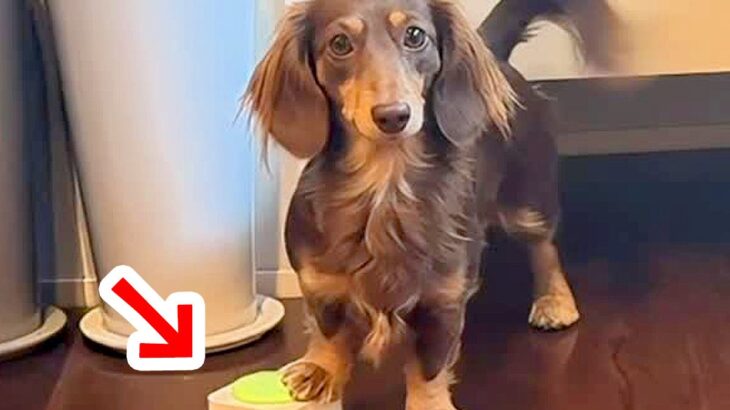 『押すとおやつが貰えるボタン』が突然消えていたら、犬が…必死に考えた『まさかの代替案』が可愛すぎると21万再生「無限に見れるｗ」悶絶の声(ブログ)