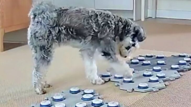 『お腹が痒いけど…どうしよう』犬が飼い主に見せた『衝撃的な伝え方』が賢すぎると23万再生「伝えようか悩んでるの可愛いｗ」「頭良い」と驚き(ブログ)