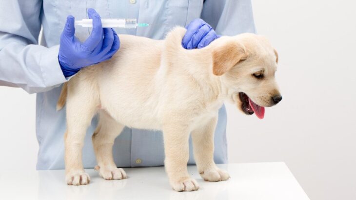 子犬のワクチンプログラムについて｜免疫の仕組みからガイドラインまで【獣医が解説】(ブログ)