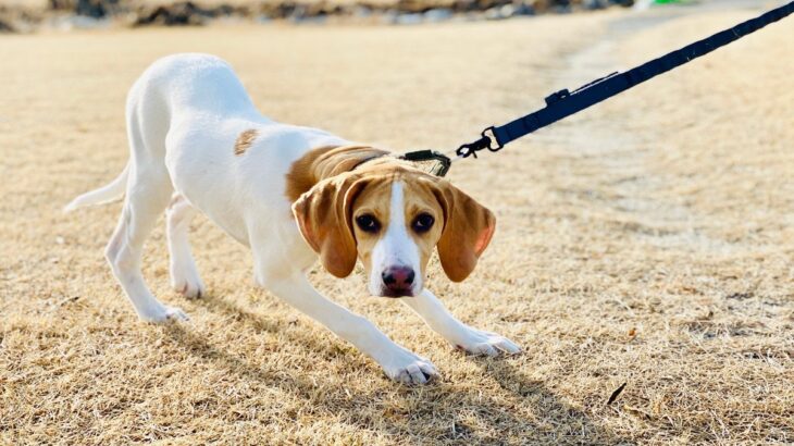 飼い主を『信用できていない』犬の特徴５選　愛犬が心を閉ざしてしまうきっかけとは？(ブログ)