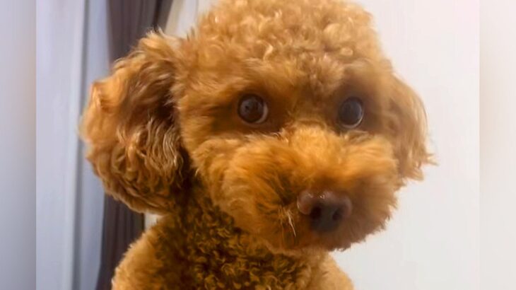 『骨折経験がある犬』を甘やかしすぎた結果…まさかの『バレバレすぎる仮病』が61万再生「焦りすぎで草」「素晴らしい演技力ｗ」と爆笑の声(ブログ)