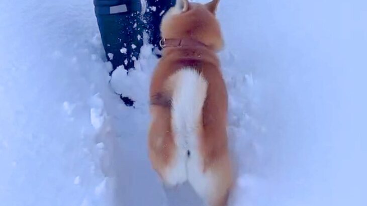 大雪の日、散歩中に『前を歩きたい』と文句を言っていた犬が…『想定外の結末』が可愛すぎると97万再生「期待裏切らないｗ」「行きはヨイヨイ」(ブログ)