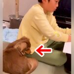宿題をする男の子の隣で待ち続ける犬→『寝落ちしないように必死で耐える光景』がいじらしいと6万再生「コクッてなるのたまらん」「可愛い…」(ブログ)