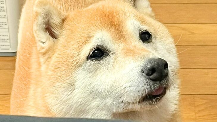 犬と一緒に『おばあちゃんの家に遊びに行った』結果…まさかの『本当の孫みたいな顔をする光景』に1万いいね集まる「優秀すぎ」「よくできた子」(ブログ)