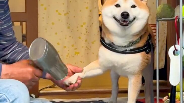 おじいちゃんが犬にドライヤーを当ててみると…予想以上な『嬉しい反応』が152万再生「めっちゃ笑顔でたまらん」「愛されているのが伝わる」(ブログ)