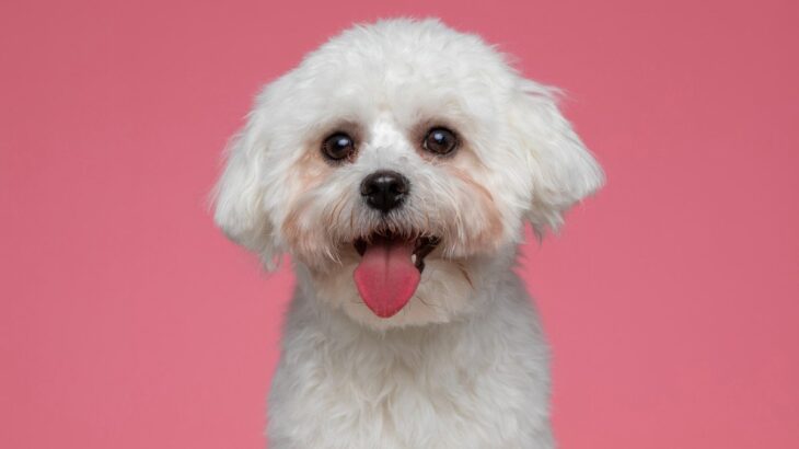 犬の危ない『舌の状態』5つ　知っておくべき症状やサイン、注意すべきポイントまで解説(ブログ)