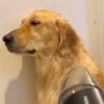 『お風呂が嫌いすぎる大型犬』を洗った結果…地獄のバスタイムで見せた『絶望する光景』が1万再生「最期の姿が…ｗ」「イヤなものはイヤだよね」(ブログ)