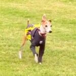 ドッグランでお母さんを見失った犬→見つけた瞬間に…愛おしすぎる『尊いリアクション』が53万再生「一生懸命で素敵」「子どもみたい」と絶賛(ブログ)
