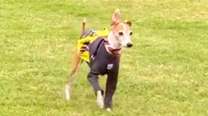 ドッグランでお母さんを見失った犬→見つけた瞬間に…愛おしすぎる『尊いリアクション』が53万再生「一生懸命で素敵」「子どもみたい」と絶賛(ブログ)