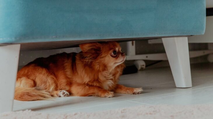 愛犬が怯えているときに飼い主が取るべき行動6つ　不安な気持ちを取り除いてあげるための対処法とは(ブログ)