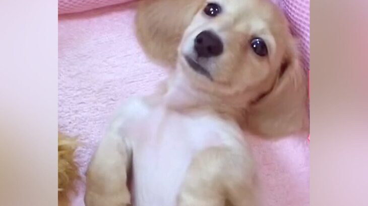 『こんなに赤ちゃんだった犬が…』シニア期に突入した『8歳の現在』がもっふもふ過ぎると4万再生「素敵な成長記録」「パピーも今も全部可愛い」(ブログ)