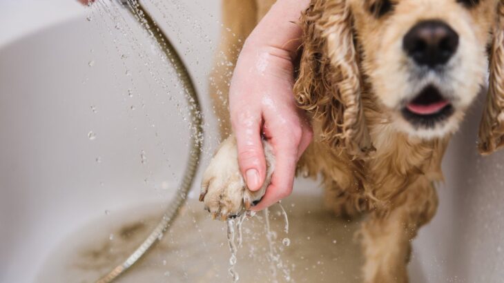 犬の散歩後、毎回足を洗っても大丈夫？洗いすぎによる悪影響や正しいケア方法まで(ブログ)