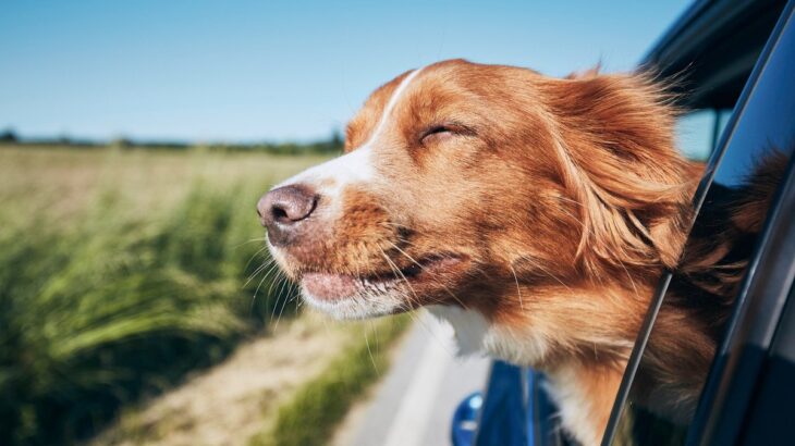 犬の『性格』は途中で変わるの？愛犬の性格に悪影響を与える５つのNG行為とは(ブログ)