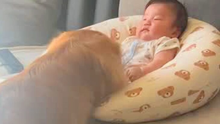 大型犬のいる家に『赤ちゃんが産まれた』結果…とんでもなく平和な『優しすぎる光景』が7万再生「心が温まる」「見守ってる…癒された」と絶賛(ブログ)