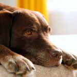 犬が『悲しい』と言っているサイン4選　実はツライと感じている可能性も…愛犬にすべき配慮まで(ブログ)