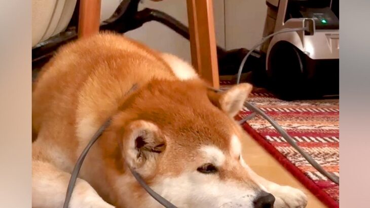 掃除中、犬が動いてくれないので無視して続けた結果…頑固過ぎる『まさかの光景』が31万再生「絡まってるの草」「確固たる強い意志を感じるｗ」(ブログ)