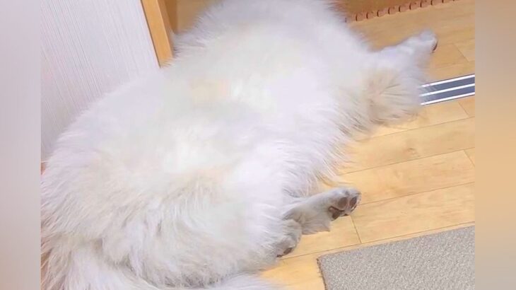 寝ている大型犬に『あと1分でパパ帰ってくるよ』と伝えた結果→想定以上に『素早すぎる反応』が9万再生「反応良すぎてｗ」「嬉しいね」と絶賛(ブログ)