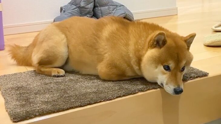 お買い物で家を留守にしていたら、犬が…とんでもなく尊い『玄関での様子』が48万再生「健気すぎる」「まるで忠犬ハチ公」と感動の声続々(ブログ)
