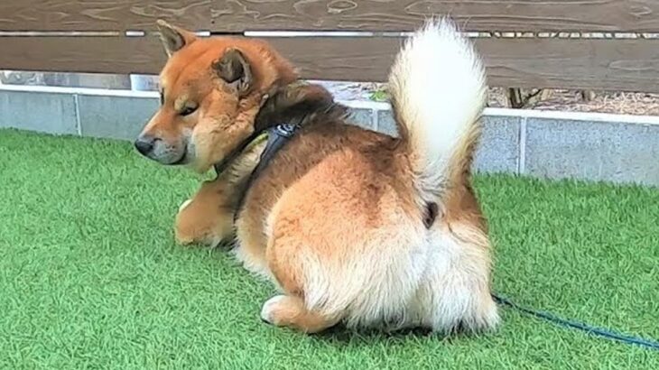 掃除の邪魔をしてくる犬→『庭に放置した』結果…予想以上に『スネまくってしまう光景』が3万再生「人間みたいｗ」「ほっぺたの肉たまらん」(ブログ)