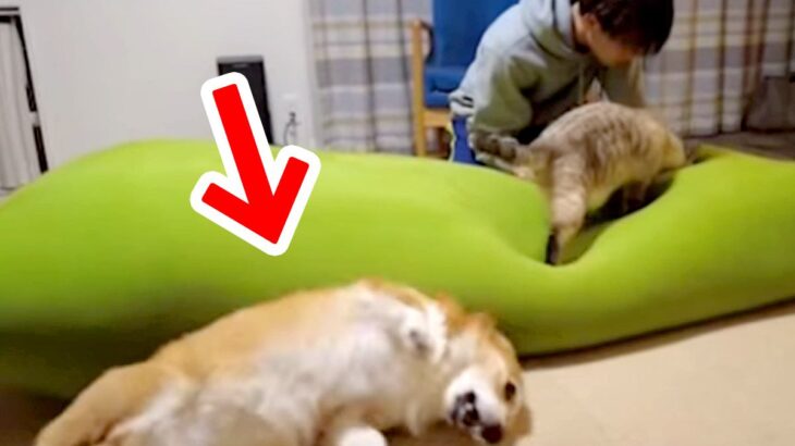 大好きなお兄ちゃんを猫に取られてしまった犬が…嫉妬で見せた『愛おしすぎる抗議方法』が31万再生「狂いっぷりに爆笑」「まさに泥棒猫ｗ」(ブログ)
