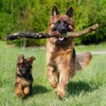 たくさん運動をしなければならない犬種5選　アクティブな犬の共通点や適切な運動量まで(ブログ)
