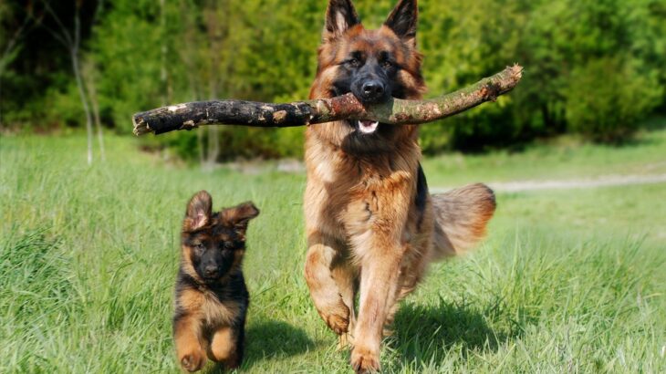 たくさん運動をしなければならない犬種5選　アクティブな犬の共通点や適切な運動量まで(ブログ)