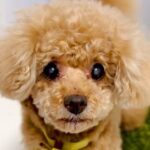 16歳4ヵ月の『耳が遠くなった老犬』→飼い主の工夫が凝らされた『コミュニケーションの取り方』が8万再生「我が家もやってみます」の声も(ブログ)