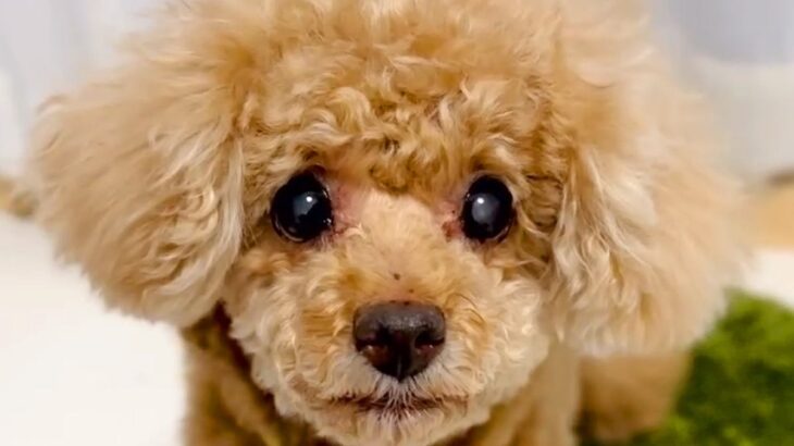 16歳4ヵ月の『耳が遠くなった老犬』→飼い主の工夫が凝らされた『コミュニケーションの取り方』が8万再生「我が家もやってみます」の声も(ブログ)