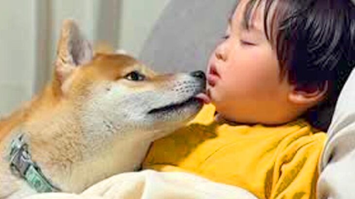 小さな男の子がソファで寝落ちしてしまった結果…柴犬が見せた『まさかの行動と可愛すぎる結末』が17万再生「全部が素敵」「兄弟愛」と感動の声(ブログ)