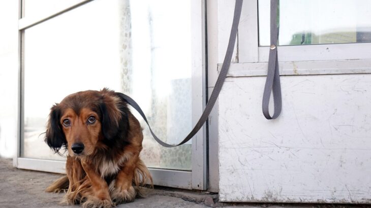 犬が『飼い主に捨てられた』と勘違いするタブー行動5選　愛犬の心を深く傷つける絶対NG行為とは(ブログ)