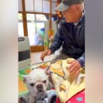 おじいちゃんとおばあちゃんが、体調を崩した犬に…素敵すぎる『過保護な光景』が微笑ましいと35万再生「かわいくてたまらん」「愛感じる」(ブログ)