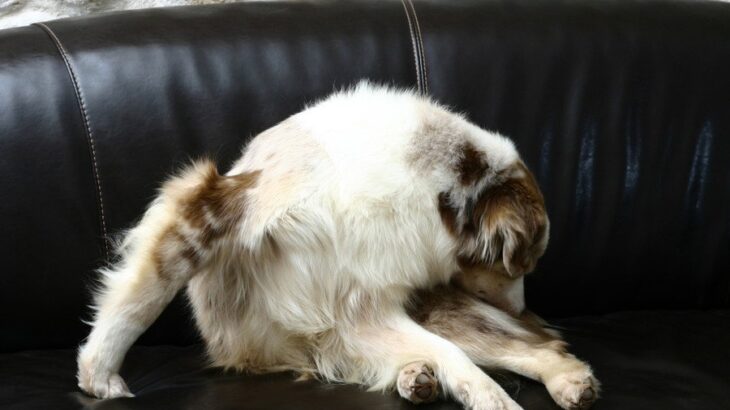 犬が自分のおしりを舐めるのはなぜ？5つの理由から病気の可能性まで解説(ブログ)