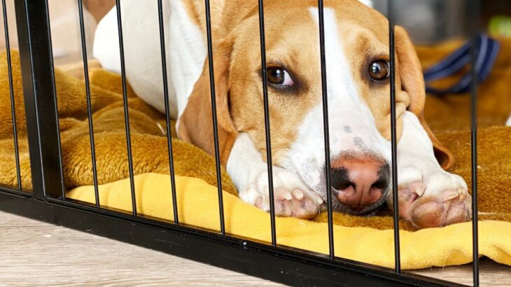 犬が『人間のことを苦手になってしまう』絶対NG行為5つ　飼い主のダメ行動がトラウマや不信感を抱かせてしまうことも…(ブログ)