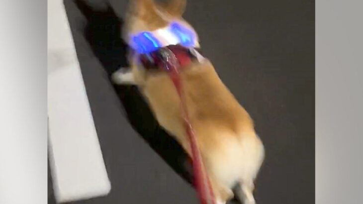 散歩中に雷が鳴った結果、犬が…想像以上の『防衛本能を発揮する光景』が88万再生「もはや爆走ｗ」「大慌てで可愛い」と爆笑の声続々(ブログ)
