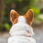 『人に興味を持たない犬』の特徴３つ　考えられる理由や振り向いてもらうためにできることとは(ブログ)
